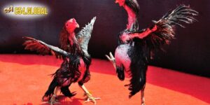 Đá Gà C54 Hào Hứng, Kịch Tính Trong Từng Phút Giây