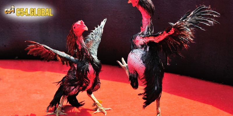 Đá Gà C54 Hào Hứng, Kịch Tính Trong Từng Phút Giây